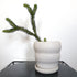 Lene Kuhl Ceramics Planters - Wave - Plantsmith | Indoor Plants Melbourne